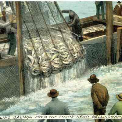 Postcard titled "Brailing Salmon from the traps near Bellingham, Wash.": Addressed Mrs. Eva Morse from Mama (ID# 1967.ata.3008)