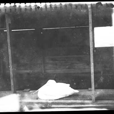Negative, Film