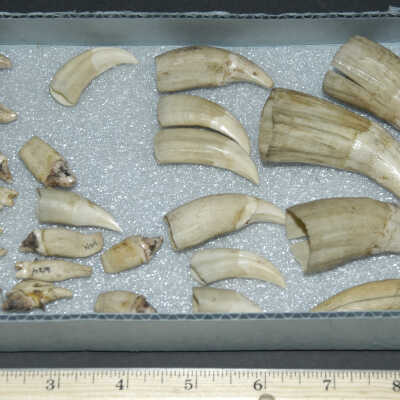 Tooth
