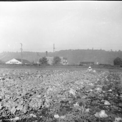 Algona, WA: Lettuce crop 1941