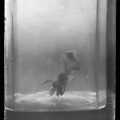 Negative, Glass-plate