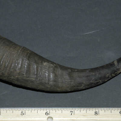 Horn