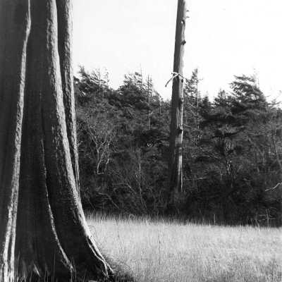 Forest Primeval