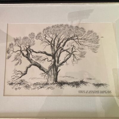 Spring Heritage in Garry Oak - Picture