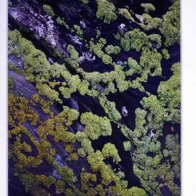Green Moss