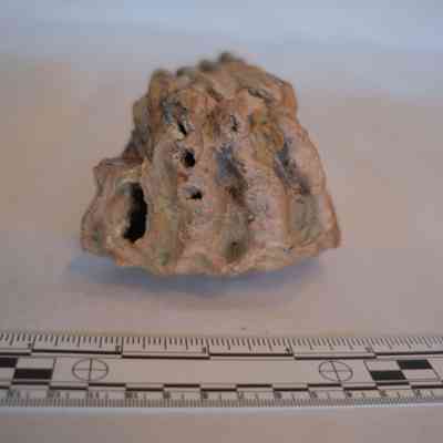 Tooth, Mammoth