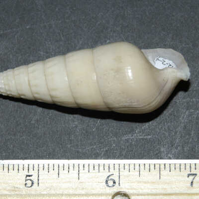 Shell