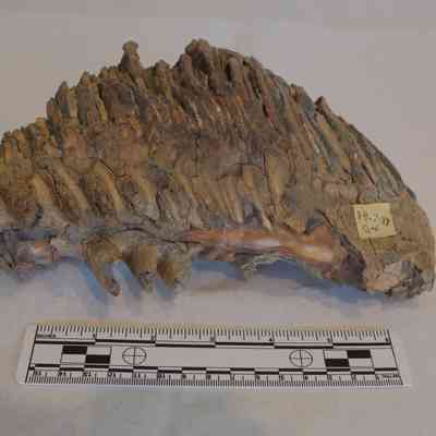 Tooth
