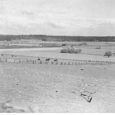 Postcard, Photographic