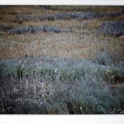March Solitude