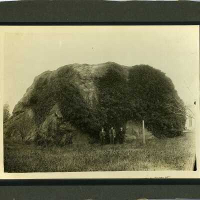Print, Photographic