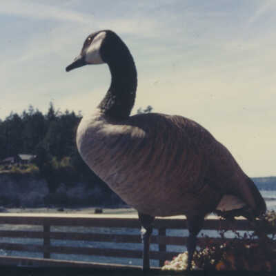 Photograph