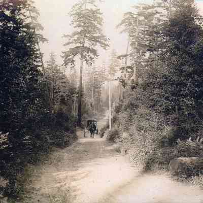 Horse-drawn Carriage