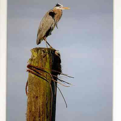 Feathered