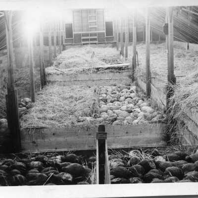 Print, Photographic - Squash Storage