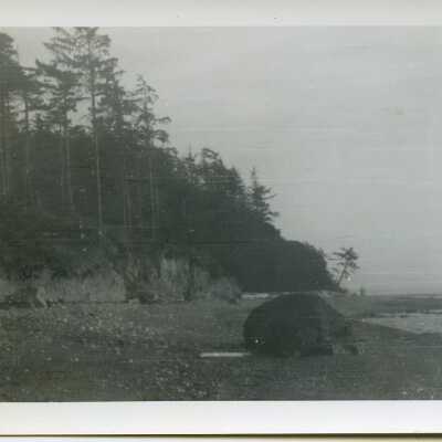 Beach with sloaping trees to the beach.