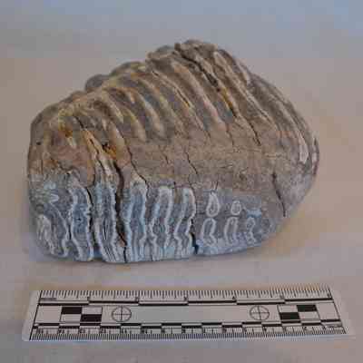 Tooth, Mammoth