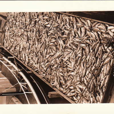 Big Load Salmon Yakutat Alaska: Origsize: 3.5x5.5; Origformat: Print-Photographic