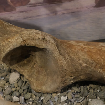Mammoth Pelvic Bone