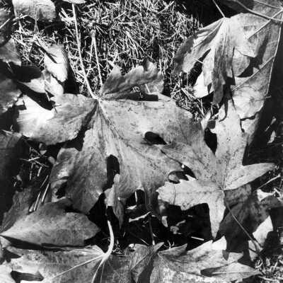 Autumn Leaves