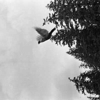 Negative, Film