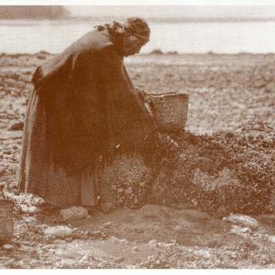 The Mussel Gatherer