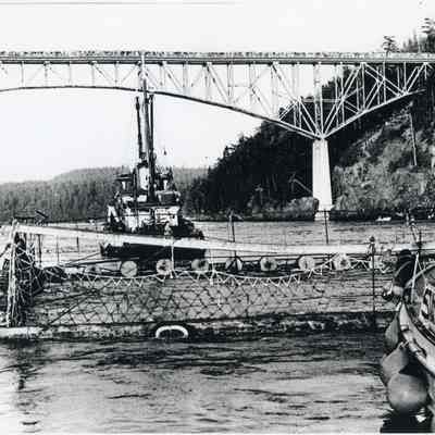 Orca "Namu" being transferred to Seattle