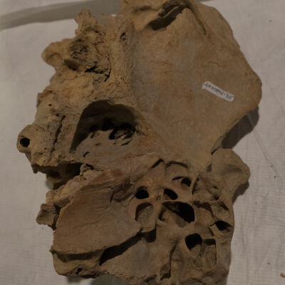 Bones