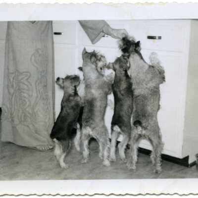 Origformat: Print-Photographic