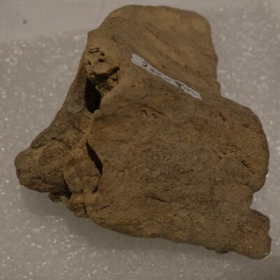 Mammoth Bones