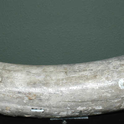 Bones