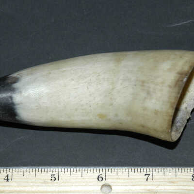 Horn