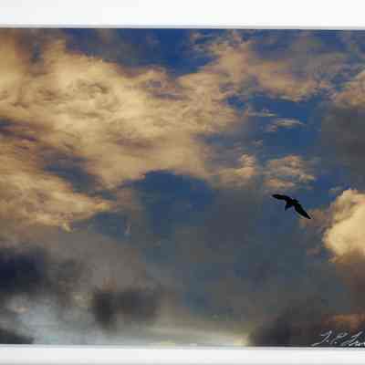 What Seagulls Know