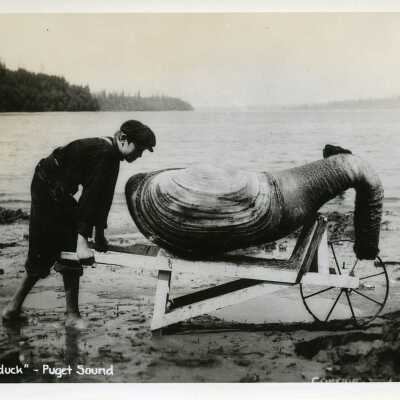 Geoduck