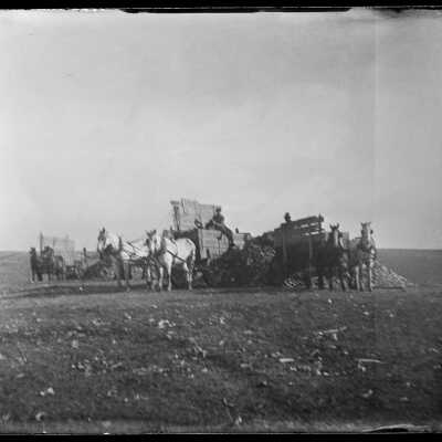 Wagons and teams: Origsize: 4x5; Origformat: Negative