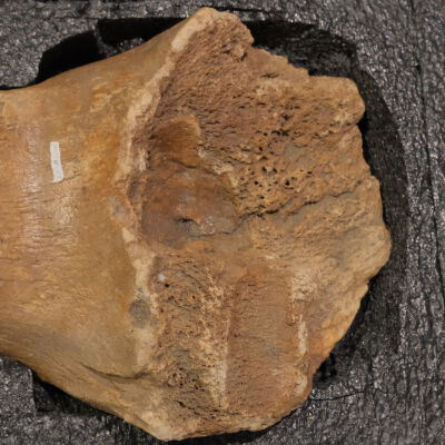 Portion of Maxilla Bone - Mammoth