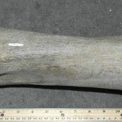 Bones