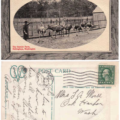 The Ostrich Farm
