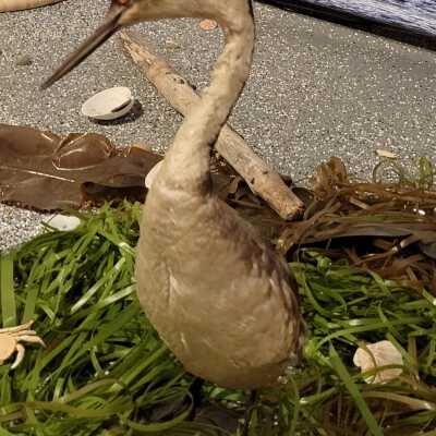 Taxidermy Grebe Seabird