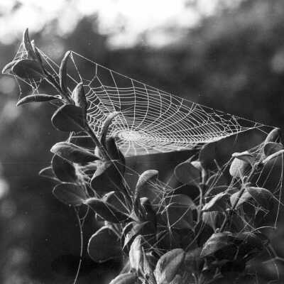 Spider at Work