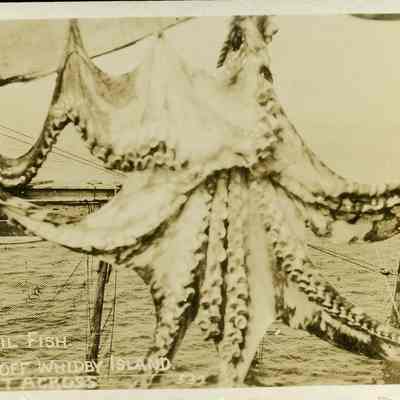Devil Fish postcard