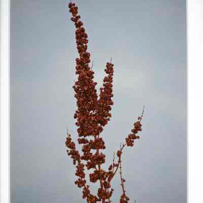 Natural October Botanicals
