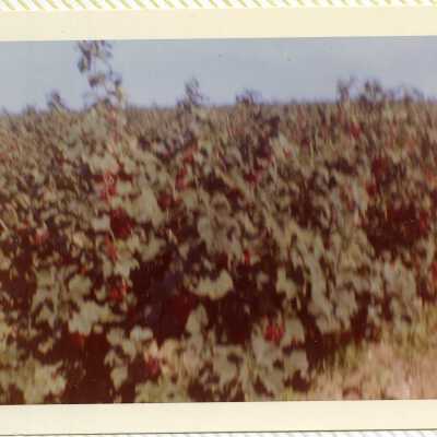 Johnsinemaalbum024