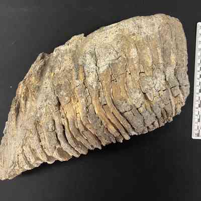 Mammoth Tooth