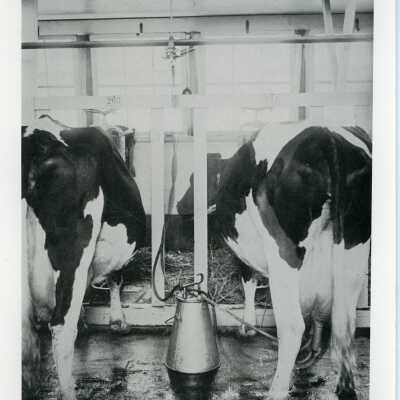 Dairy cows eating with milk can