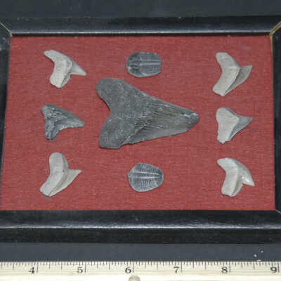 Fossil