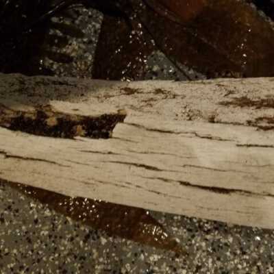 Grey Whale Rib Bone close up: Origsize: 84" long