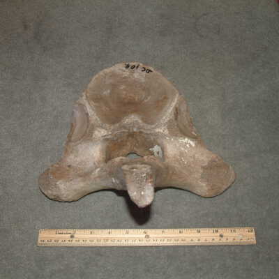 Bones