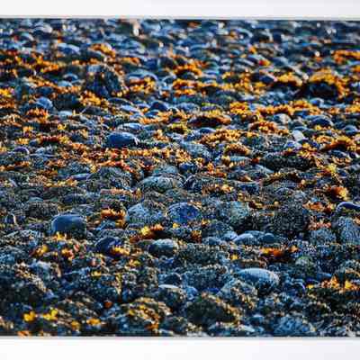 Furry Ground