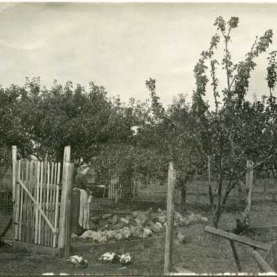 Postcard, Photographic